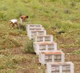 Braccianti agricoli schiavizzati