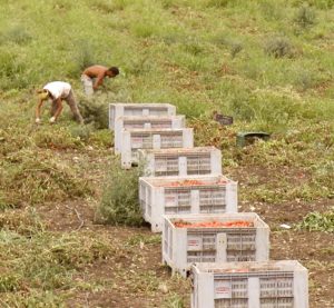 Braccianti agricoli schiavizzati