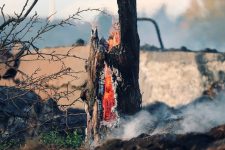 Incendi Coldiretti roghi estate